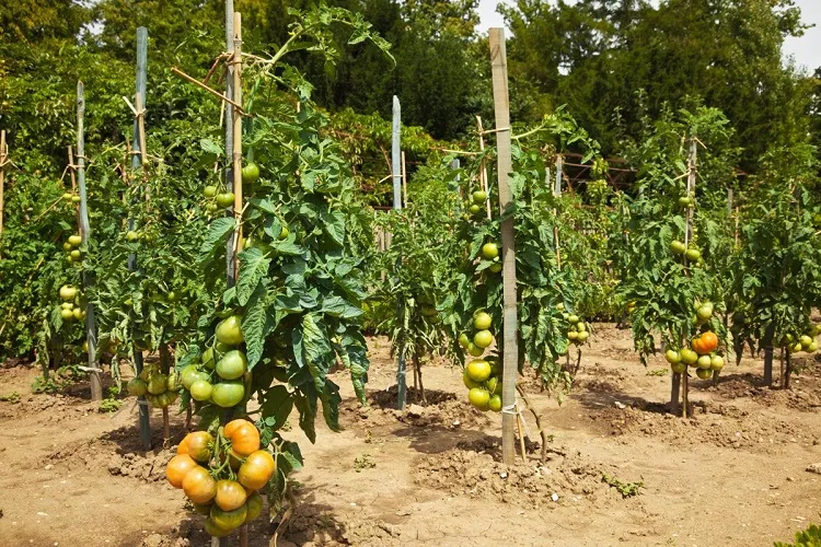 how to ripen green tomatoes on the vine prune around fruits