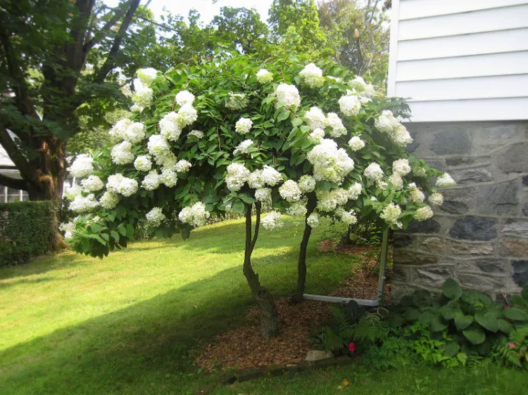 hydrangea tree