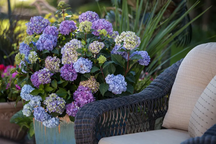 hydrangeas in containers