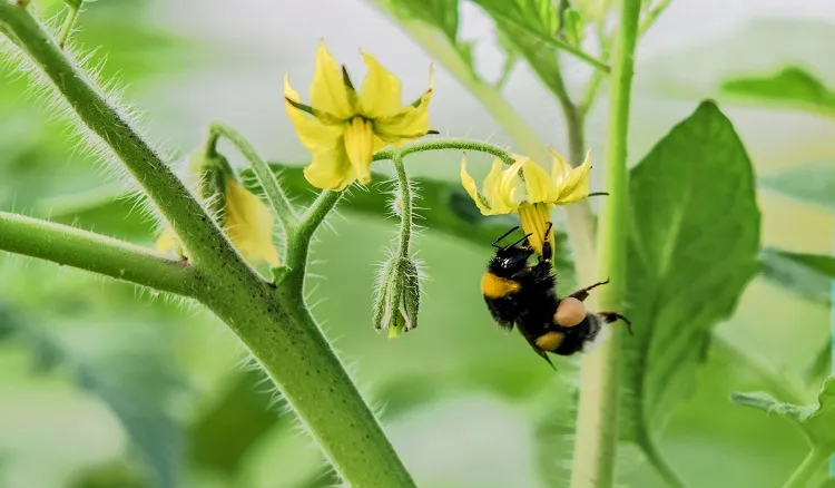increase pollination in vegetable garden attract bees