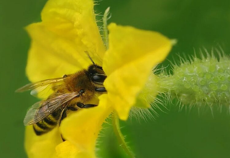 increase pollination in vegetable garden supply water source