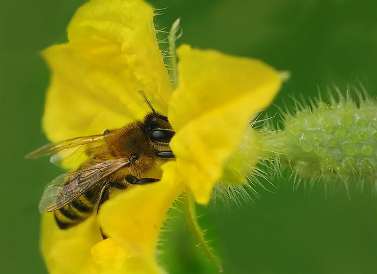 Increase Pollination In Vegetable Garden By Bee Or By Hand 9853