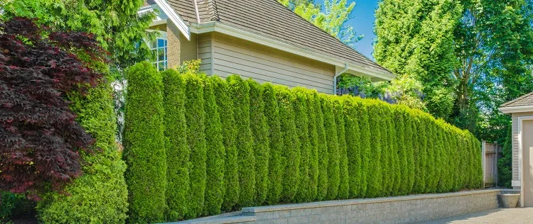 inexpensive ideas for privacy fencing living fence from trees