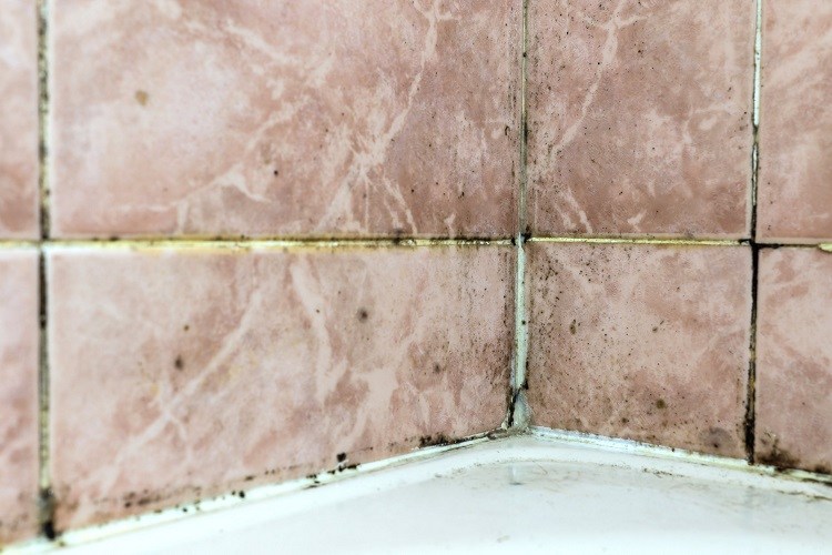 is black mold dangerous shower grout mold