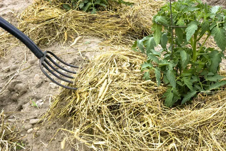 is it good to put straw at the bottom of tomatoes advantages mulch for tomatoes