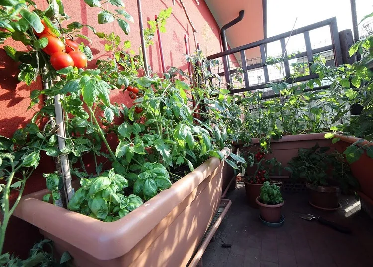 low maintenance balcony garden ideas cherry tomatoes