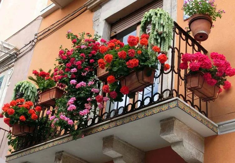 low maintenance balcony garden ideas geranium