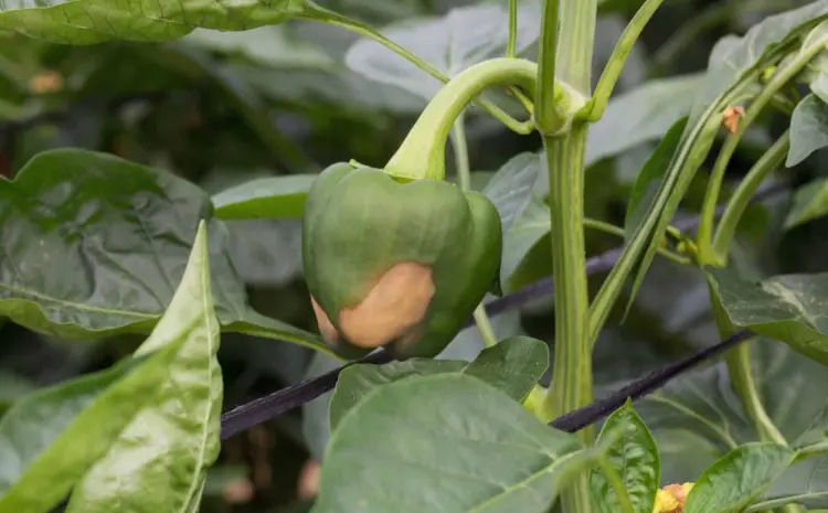 pepper diseases why peppers have dark spots