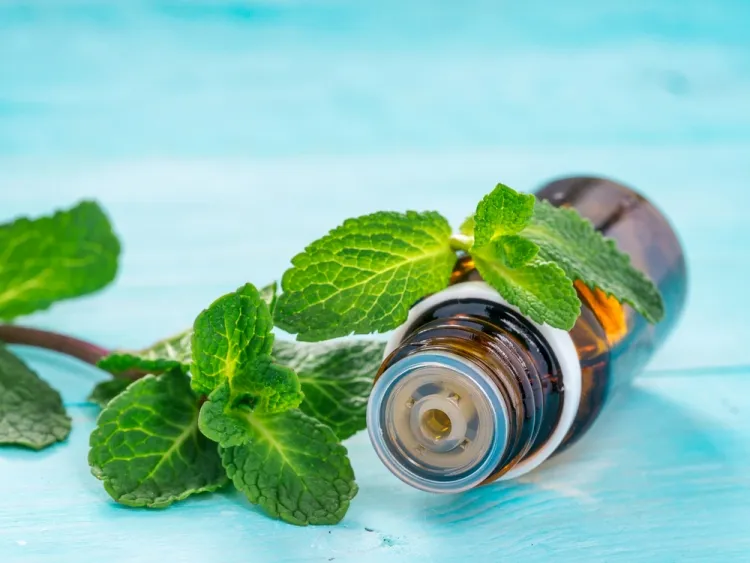peppermint contraindication dangers overdose side effects