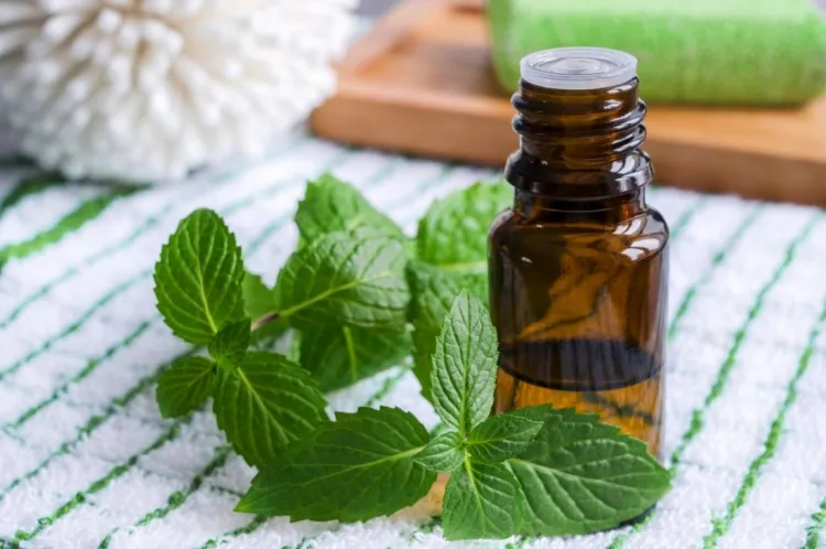 peppermint essential oil difference varieties culinary therapeutic properties