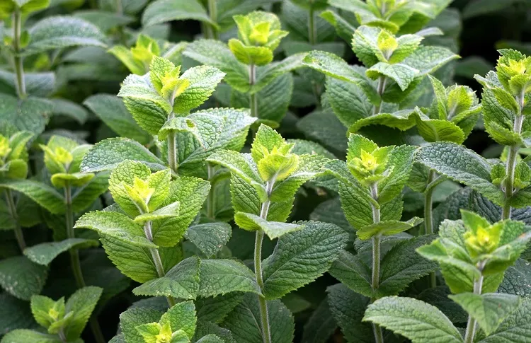 peppermint get rid of aphids permanently