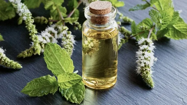 peppermint oil has therapeutic properties and can be used for cosmetic purposes
