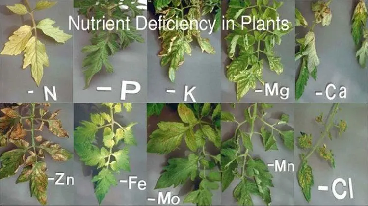 plant deficiencies why are my tomato leaves turning yellow
