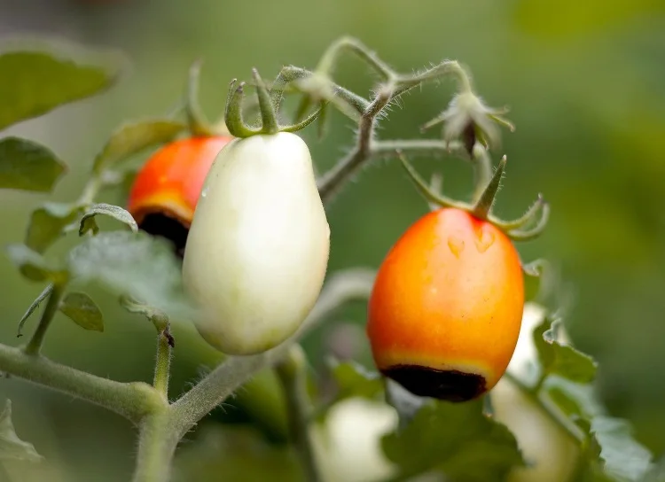 prevent and treat calcium deficiency in tomatoes
