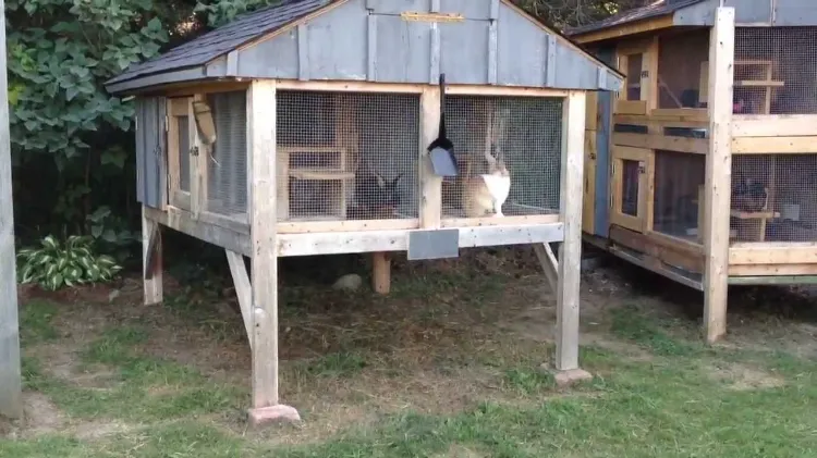 rabbit house