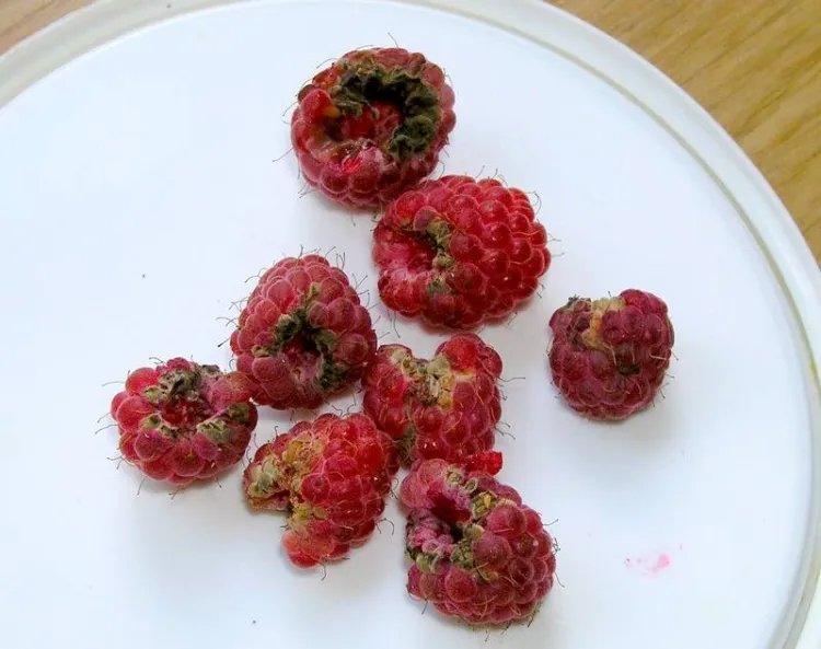 raspberries are deformed dried or well rotten