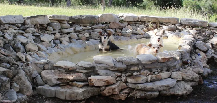 rock dog pool