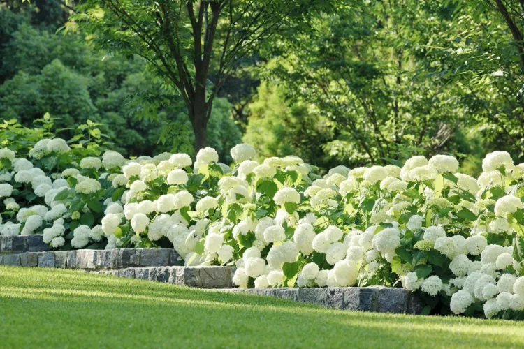 secret garden full of hydrangeas