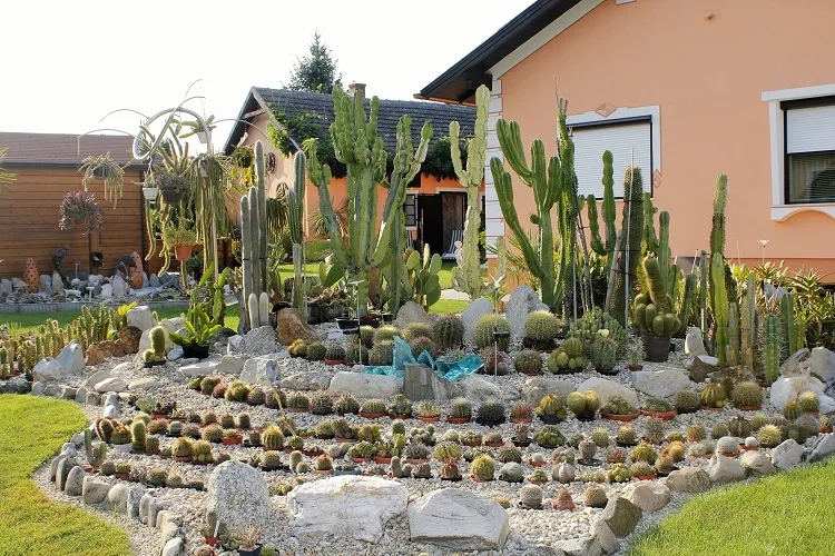 simple cactus garden ideas cacti in pots with stones