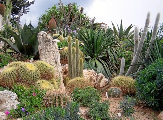 simple cactus garden ideas cacti with rocks arrangement