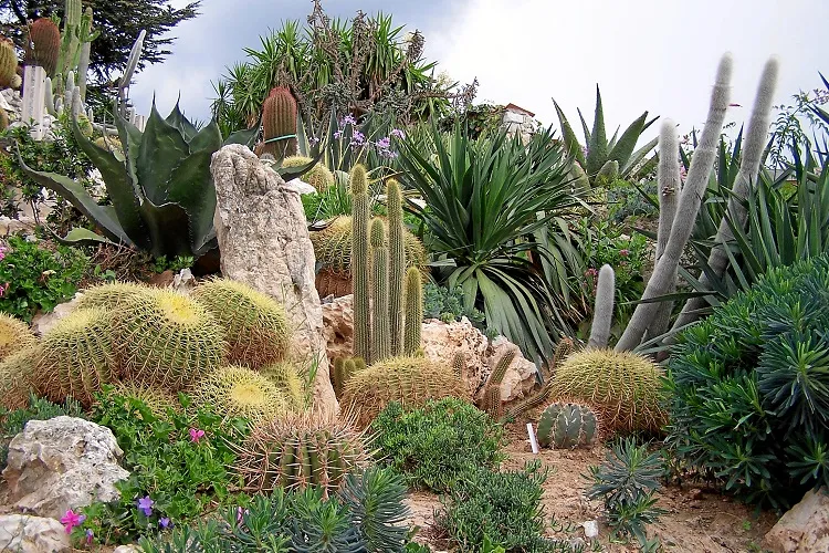 simple cactus garden ideas cacti with rocks arrangement