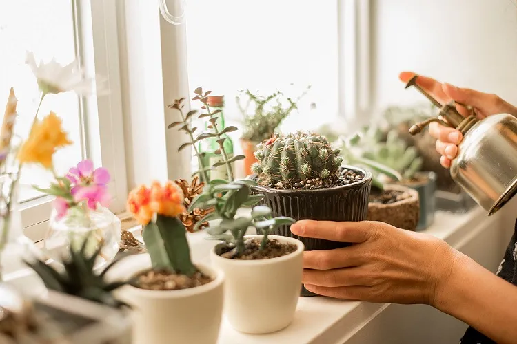 small cactus garden ideas on a balcony