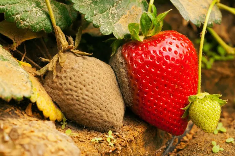 strawberry fungal diseases and infections