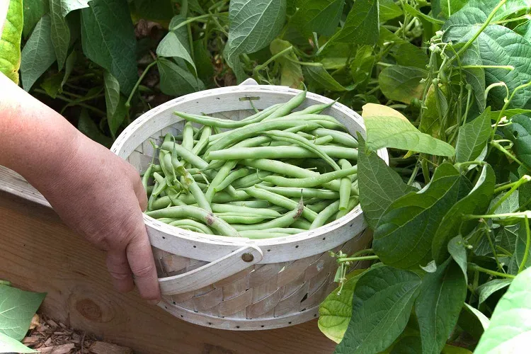 the best vegetables to plant in july in california beans are fantastic option (1)