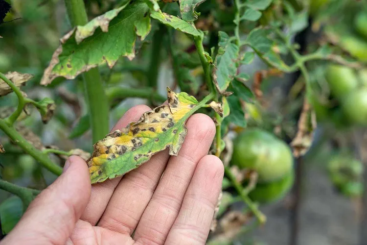 tomato damaged by disease and pests of tomato leaves ДА 3
