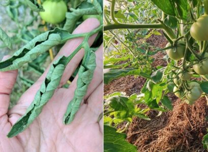 tomato leaves curling improve water regime