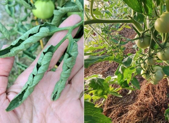 tomato leaves curling improve water regime