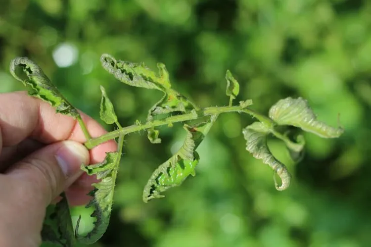 tomato leaves curling infestation from virus enhance plant's health