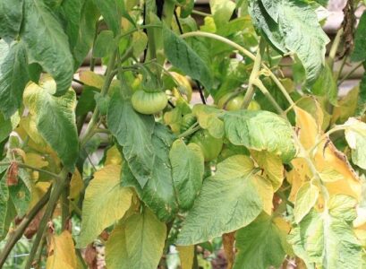 tomato leaves turning yellow because of lack of enough sunlight or water
