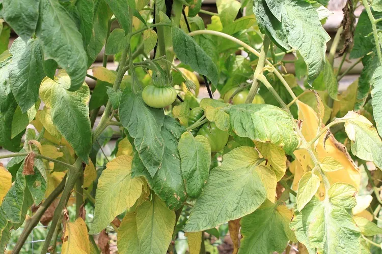 tomato leaves turning yellow because of lack of enough sunlight or water