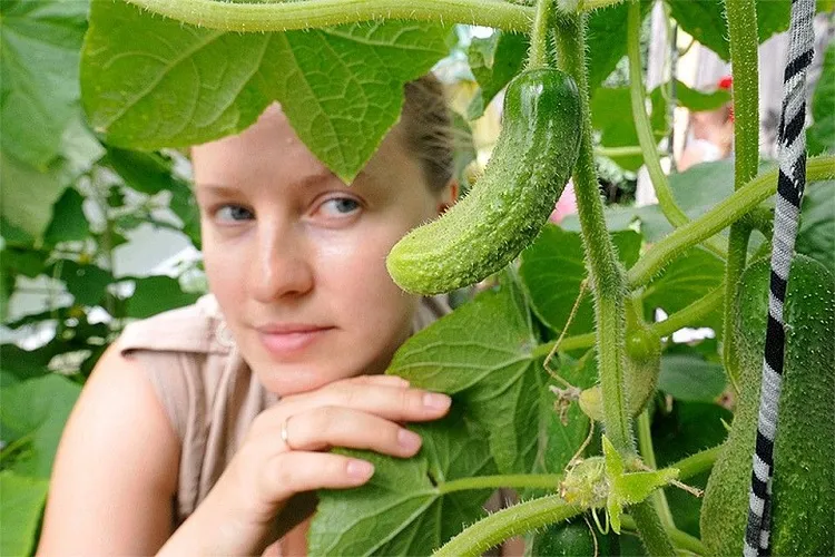 what can i plant in july in california cucumbers like the warmth grow vigorously (1)