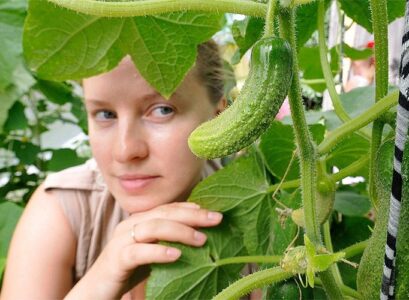 what can i plant in july in california cucumbers like the warmth grow vigorously