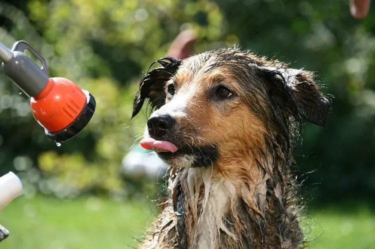 what to do if your dog is covered in mud make a bath with dog shampoo