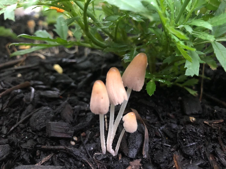 are mushrooms growing in raised beds a problem