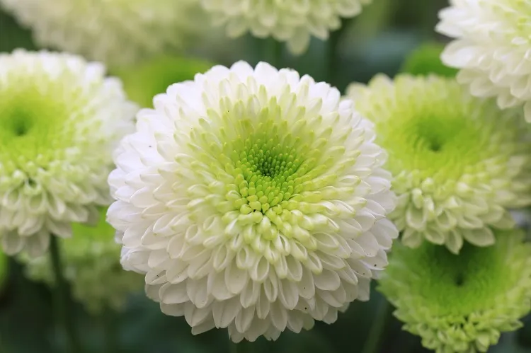 chrysanthemums what fall flowers to plant in your garden best blooming