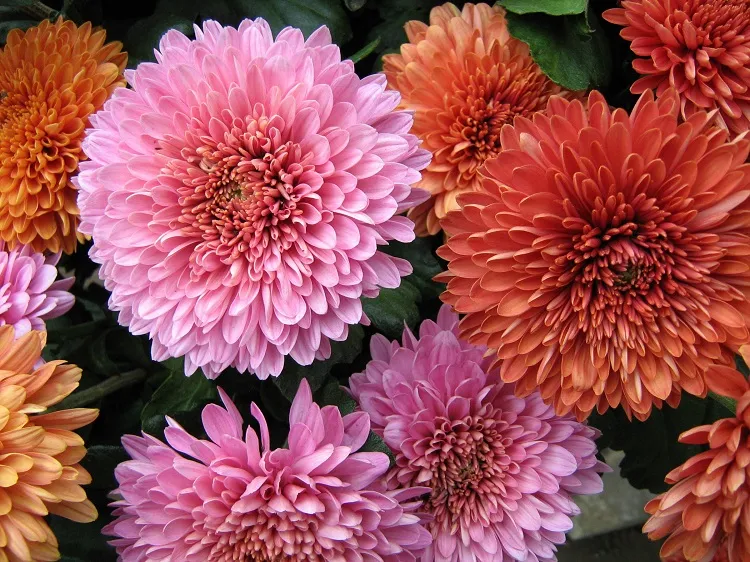 chrysanthemums what fall flowers to plant in your garden