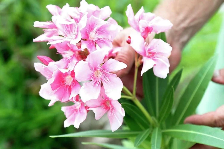 cut oleander flowers or seed pods or leave them