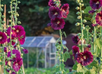 do you need to cut back hollyhocks