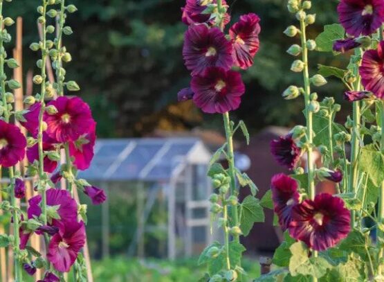 do you need to cut back hollyhocks