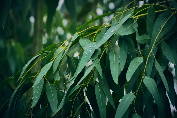 eucalyptus leaves repel mosquitoes