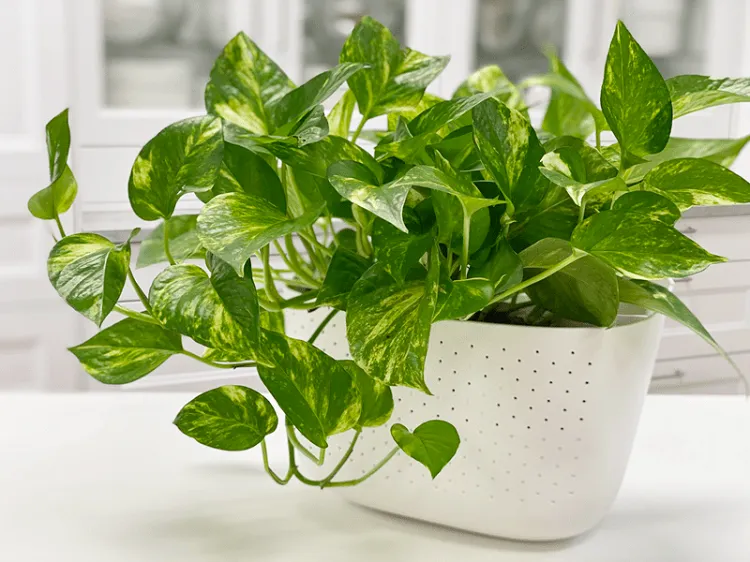 golden pothos plant great coloring why are pothos leaves turning yellow