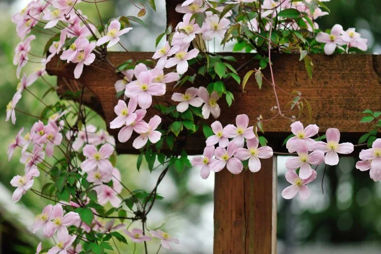 hardy climbing plants for the balcony and garden clematis