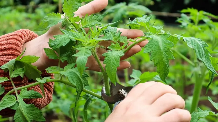 how to cut off the top of tomatoes to increase the yield