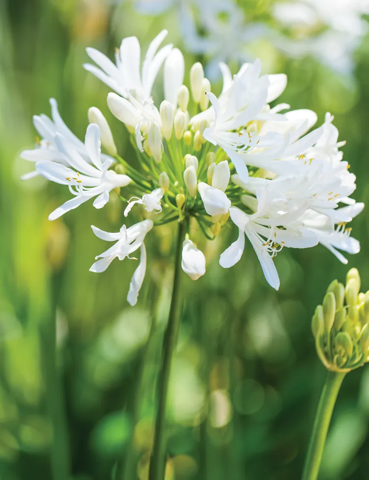 how to extend agapanthus blooming period advice garden tips