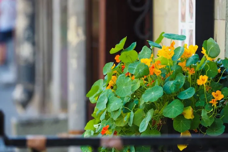 how to fertilize nasturiums