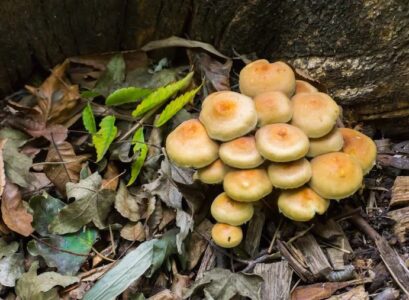 how to get rid of unwanted mushrooms growing in raised beds